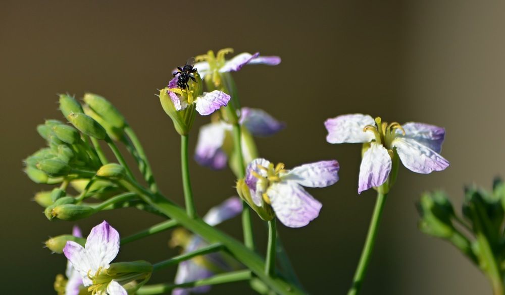 nayive australian bee on radish flower.jpg