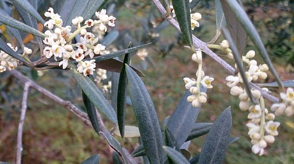 olive flowers manzanillo 600.jpg