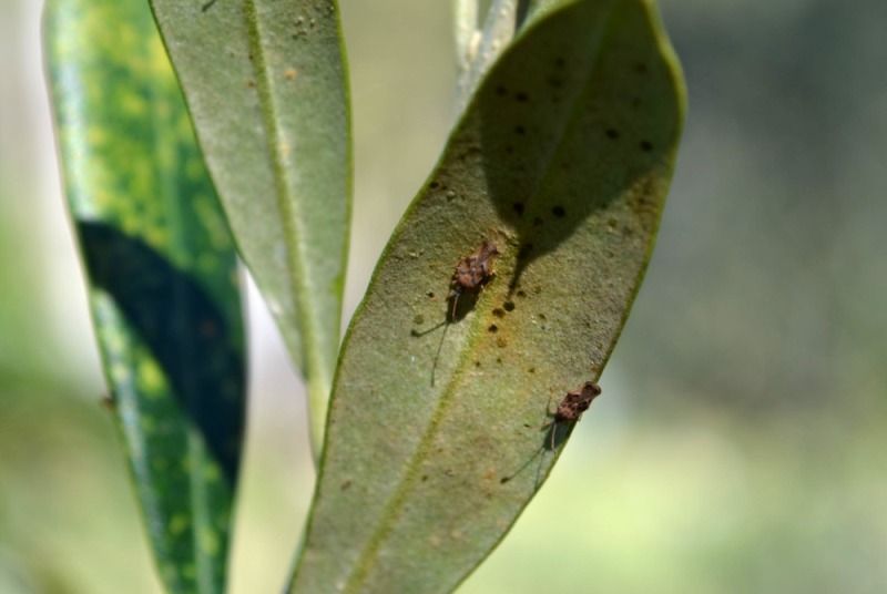 olive pest lace bug sucks the life out of leaves.jpg