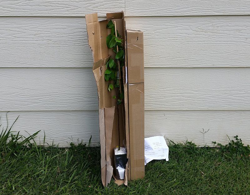 packaged small fruit tree plant purchased off eBay.jpg