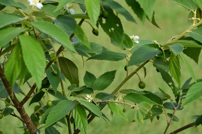 panama berry tree showing green berries growing.jpg
