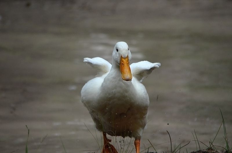 pekin duck just out of dam.jpg