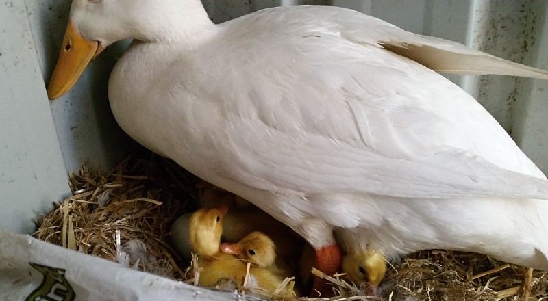 pekin ducklings natural hatching under mother duck.jpg