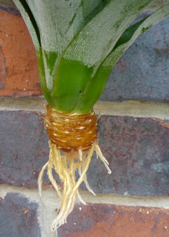 Pineapple-Roots.jpg