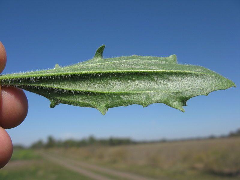 Plantago [Serrated Leaf with veins].jpg