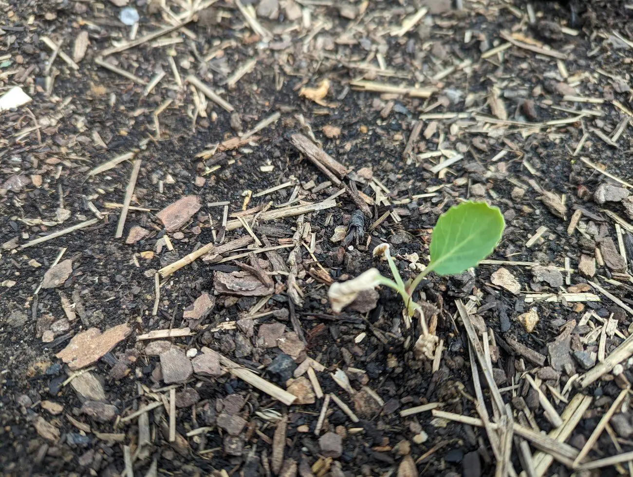 Help with brassicas