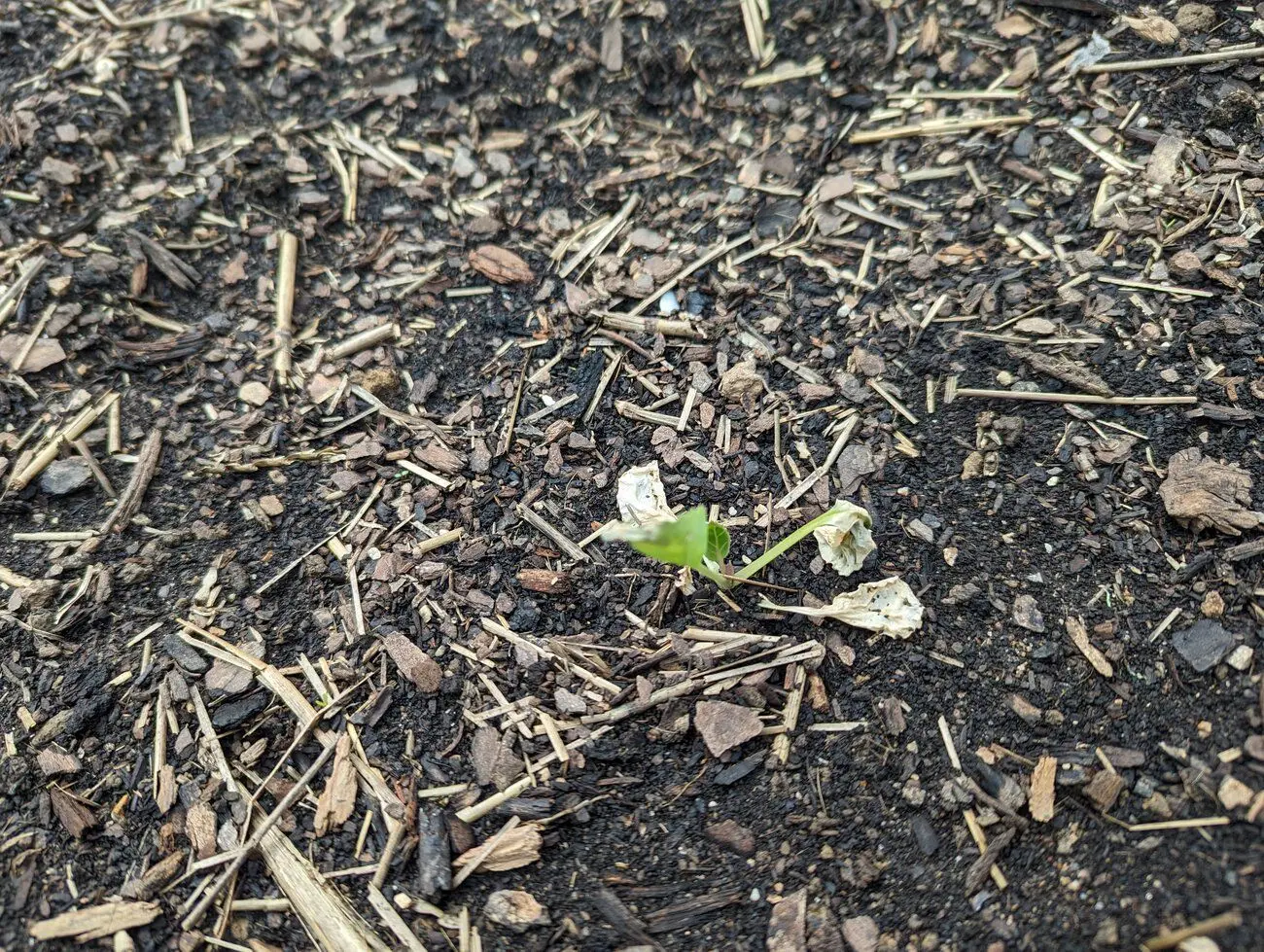Help with brassicas