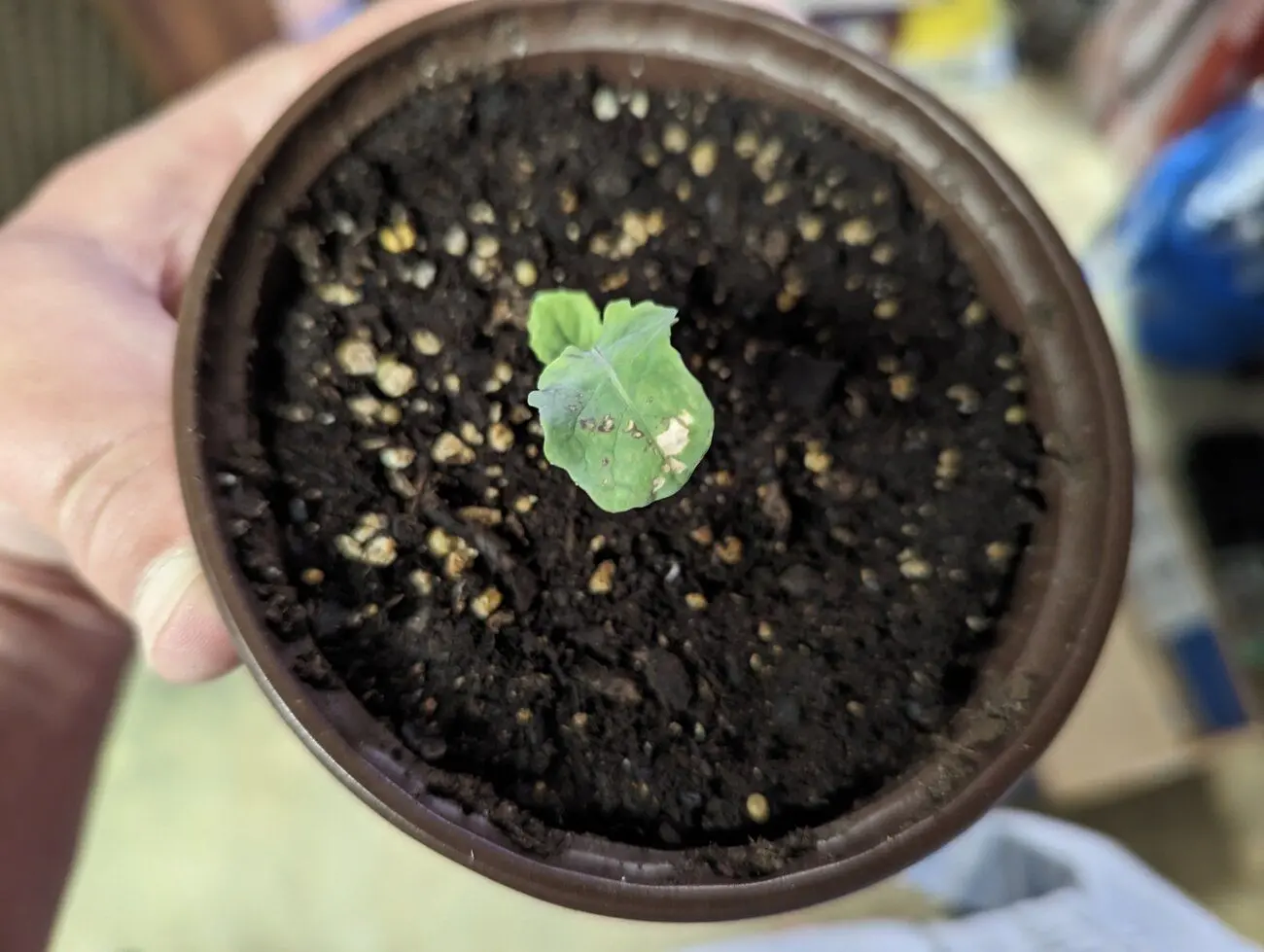 Help with brassicas
