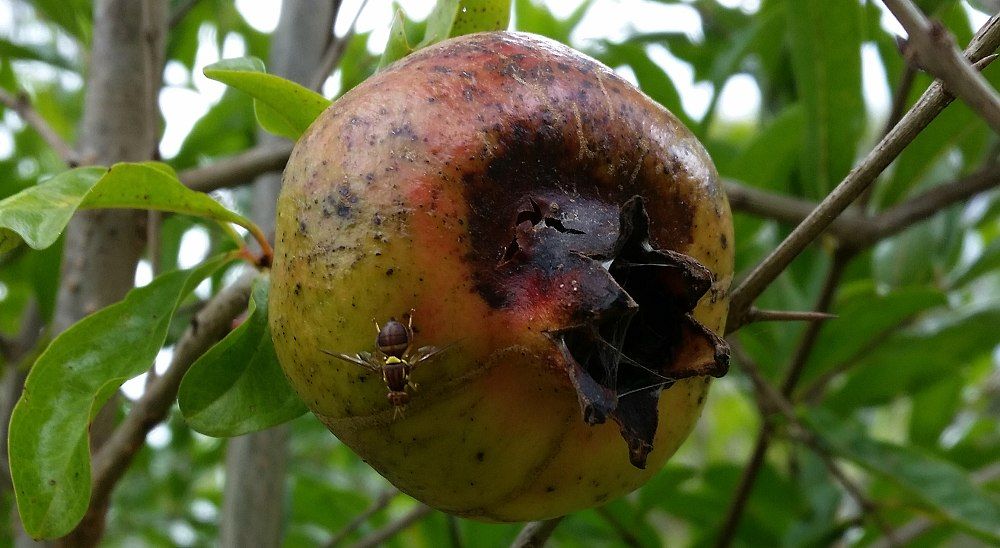 queensland fruit fly on pomegranate.jpg