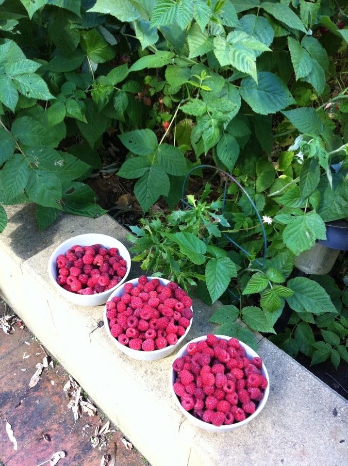 Raspberries from Hughesy minurso 2.jpg