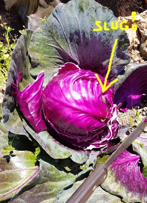 slug on red cabbage in vegetable patch.jpg