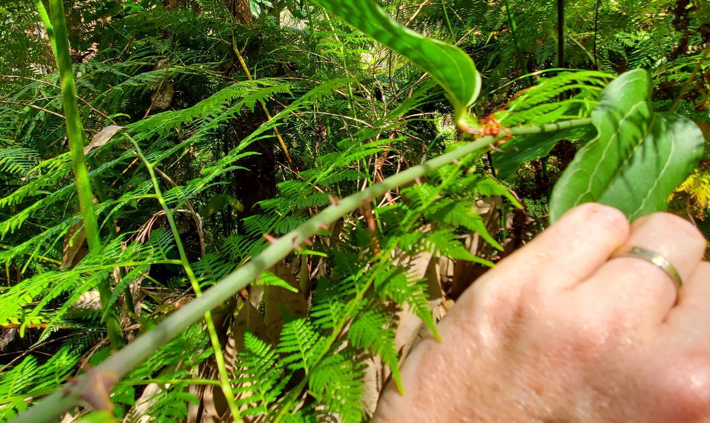 Smilax australis [brambles] 20221211_143915 sml.jpg