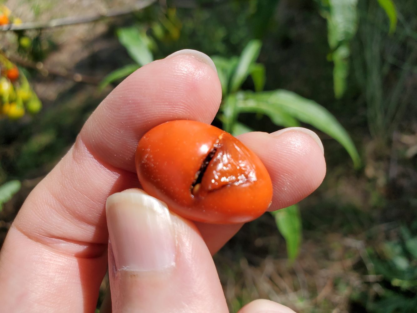 Solanum aviculare [bursting fruit - Mt. Annan] 20230102_150233 sml.jpg