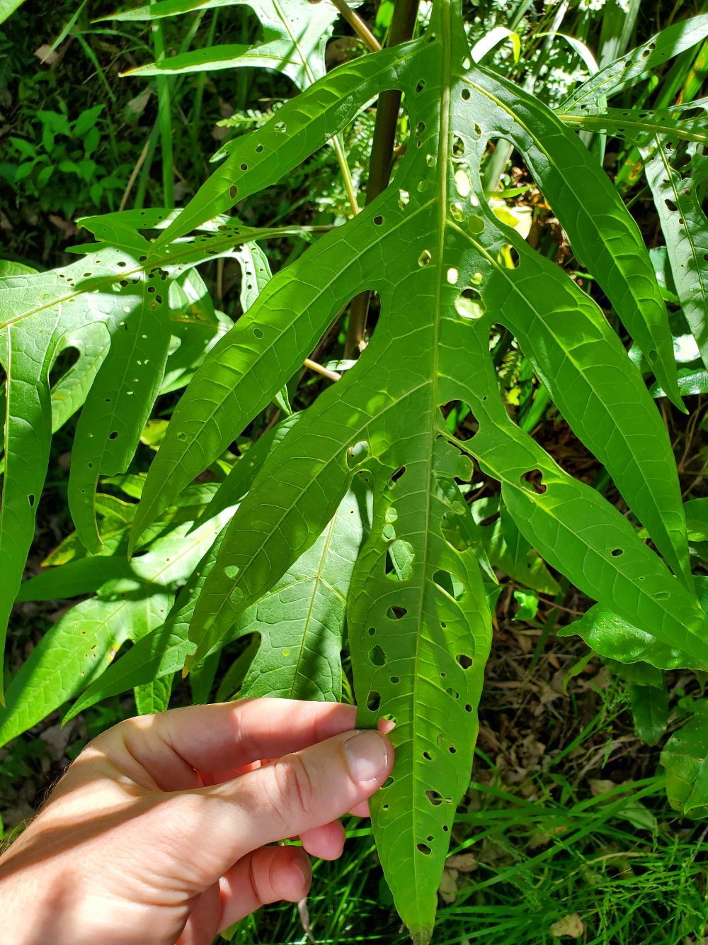 Solanum aviculare [leaf] 20221120_154730 sml.jpg