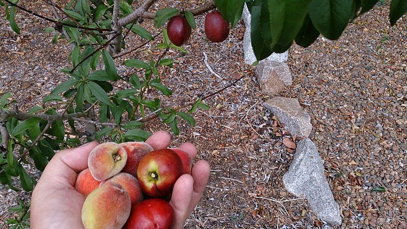 stone fruit plum and nectarine no fruit fly.jpg