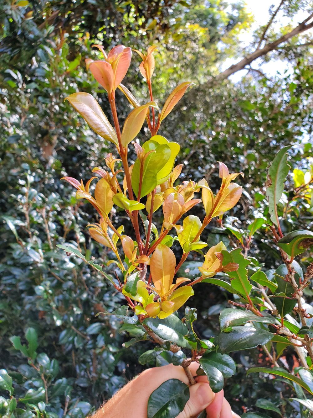 Syzygium panticulatum [new growth] 20221119_143521 sml.jpg