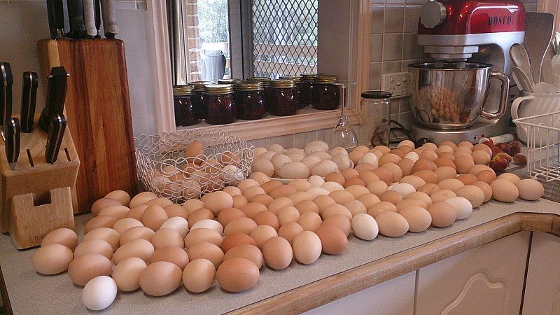 too many eggs oops.jpg