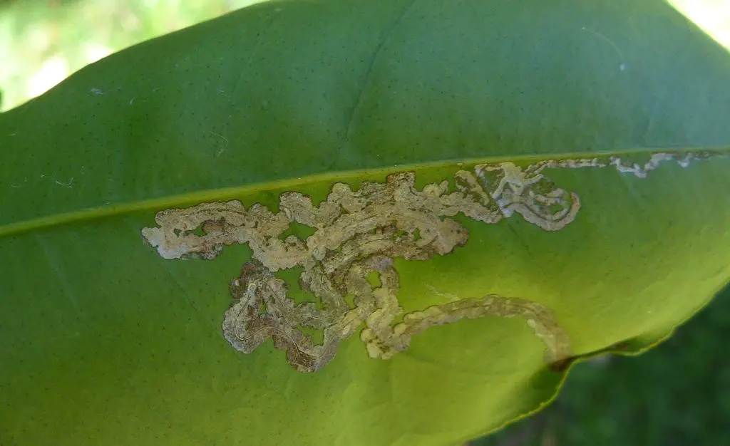 What's eating my Washington Navel? Self Sufficient Culture