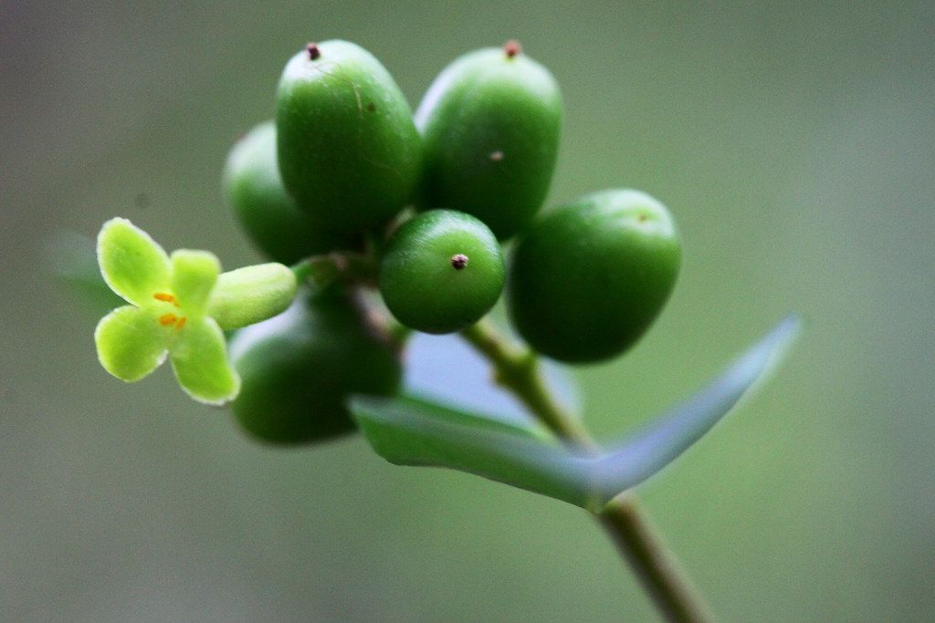 Wikstroemia indica [Tie Bush - unripe fruit flickr.com].jpg