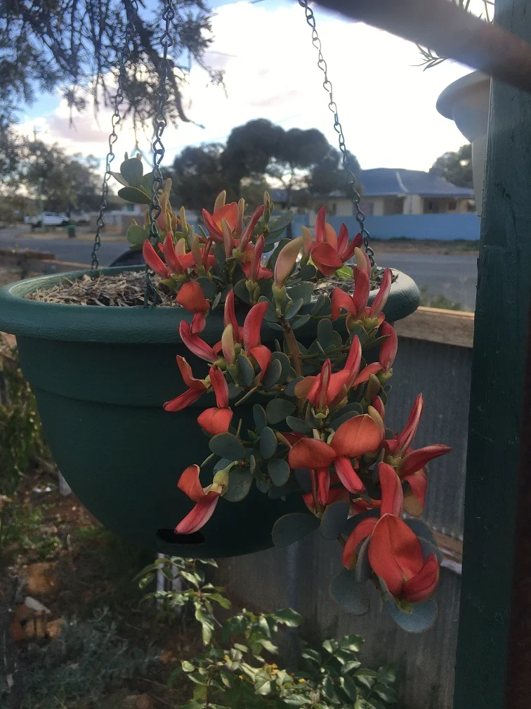 New mission: Playing jigsaw puzzles with Birdies Garden Beds.