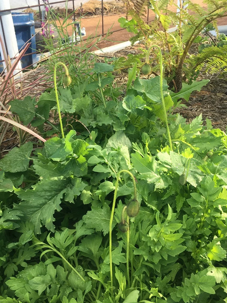 New mission: Playing jigsaw puzzles with Birdies Garden Beds.