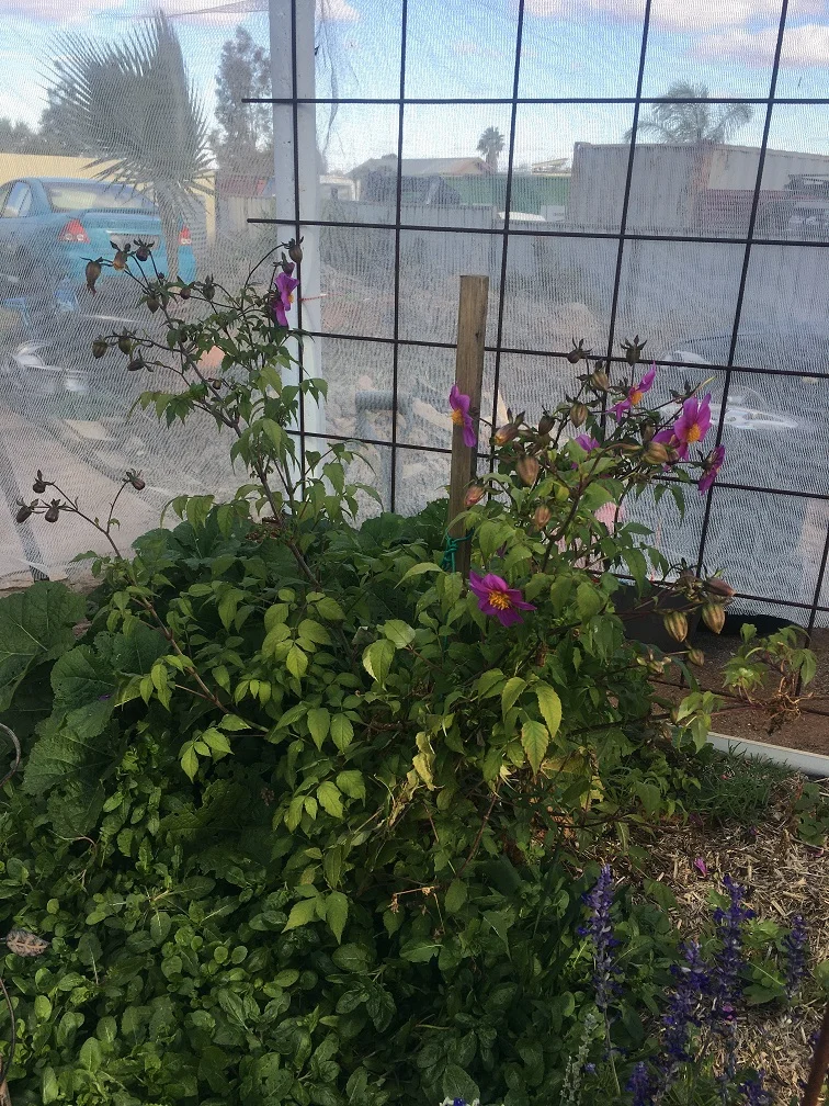 New mission: Playing jigsaw puzzles with Birdies Garden Beds.