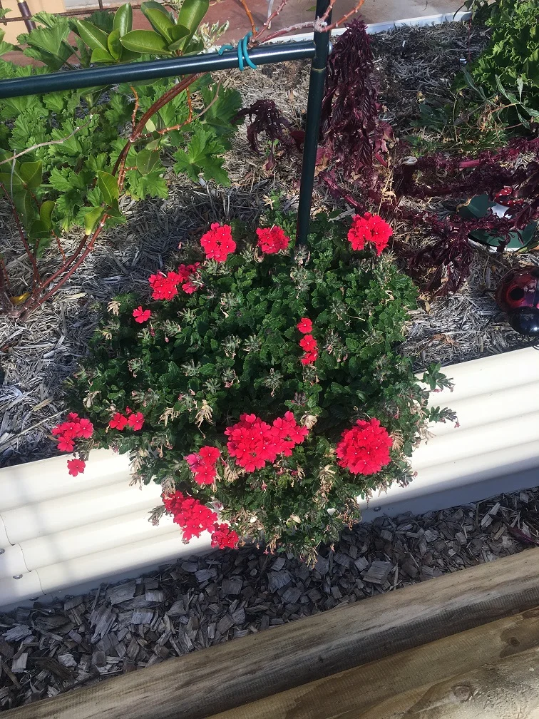 New mission: Playing jigsaw puzzles with Birdies Garden Beds.