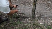 dog or fox proof chicken fencing method attaching to chicken wire zip ties.jpg