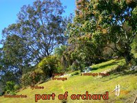 part of orchard.jpg