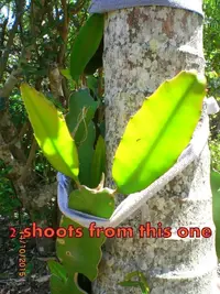 Dragon fruit support frame.