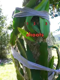 Dragon fruit support frame. Dragon fruit support frame.
