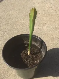 Dragon fruit support frame.