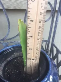 Dragon fruit support frame.