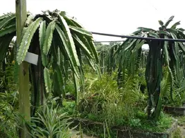 DragonFruit Growing, Different Method DragonFruit Growing, Different Method