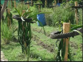 DragonFruit Growing, Different Method DragonFruit Growing, Different Method