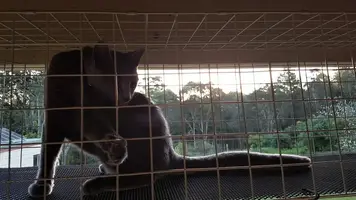 My cat run build My cat run build