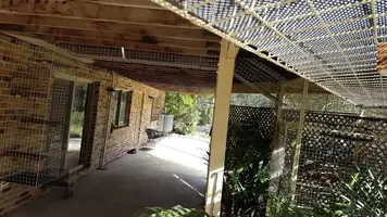 My cat run build My cat run build