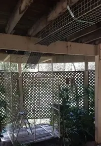 My cat run build My cat run build