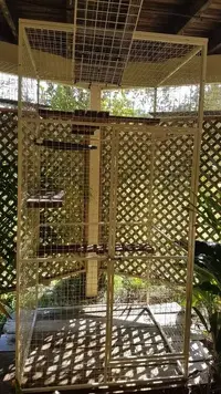 My cat run build My cat run build