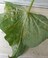 sweet_potato.2017-12-29.unknown_disease.leaf_underside.jpg