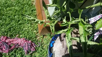 Tomato issue ....