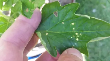 Tomato issue ....
