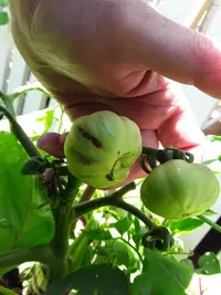 Tomato issue ....
