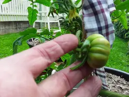 Tomato issue ....