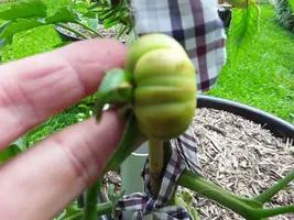 Tomato issue ....
