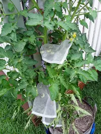 Tomato issue ....