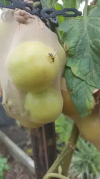 Tomato issue ....