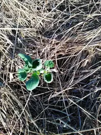 What's wrong with my cucumber seedlings?
