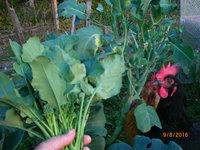 brassica leaves n broccolini for me and leaves for chooks.jpg
