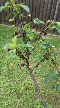 I can't seem to figure out what wrong with this sour cherry I can't seem to figure out what wrong with this sour cherry